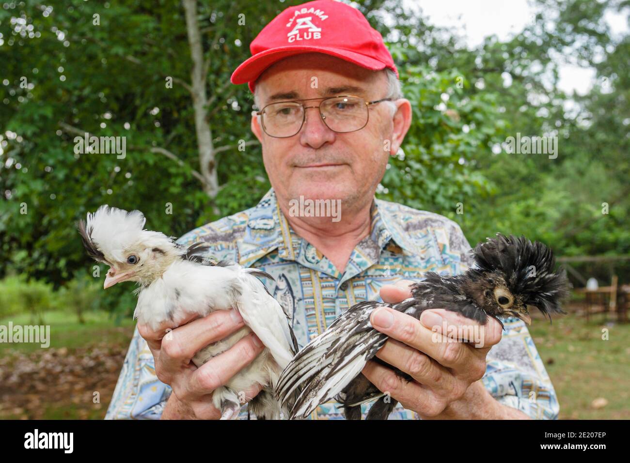 Alabama Stapleton Mann exotische polnische Hühner hält halten, Stockfoto