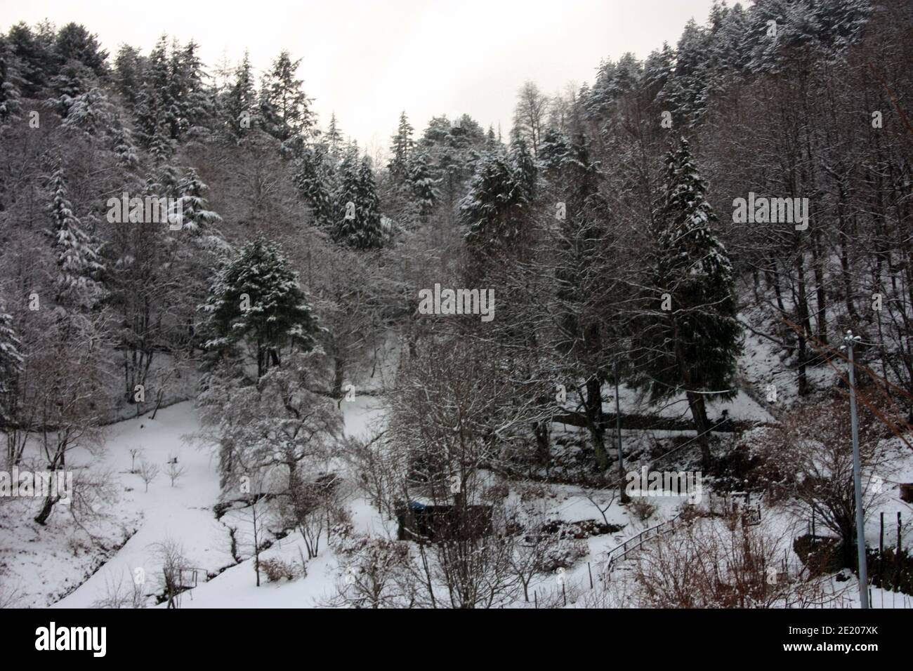 Wald, Bäume und Wildnis in einem von weißem Herbstschnee bedeckten Wald in den Bergen der apualpen in der toskana Stockfoto