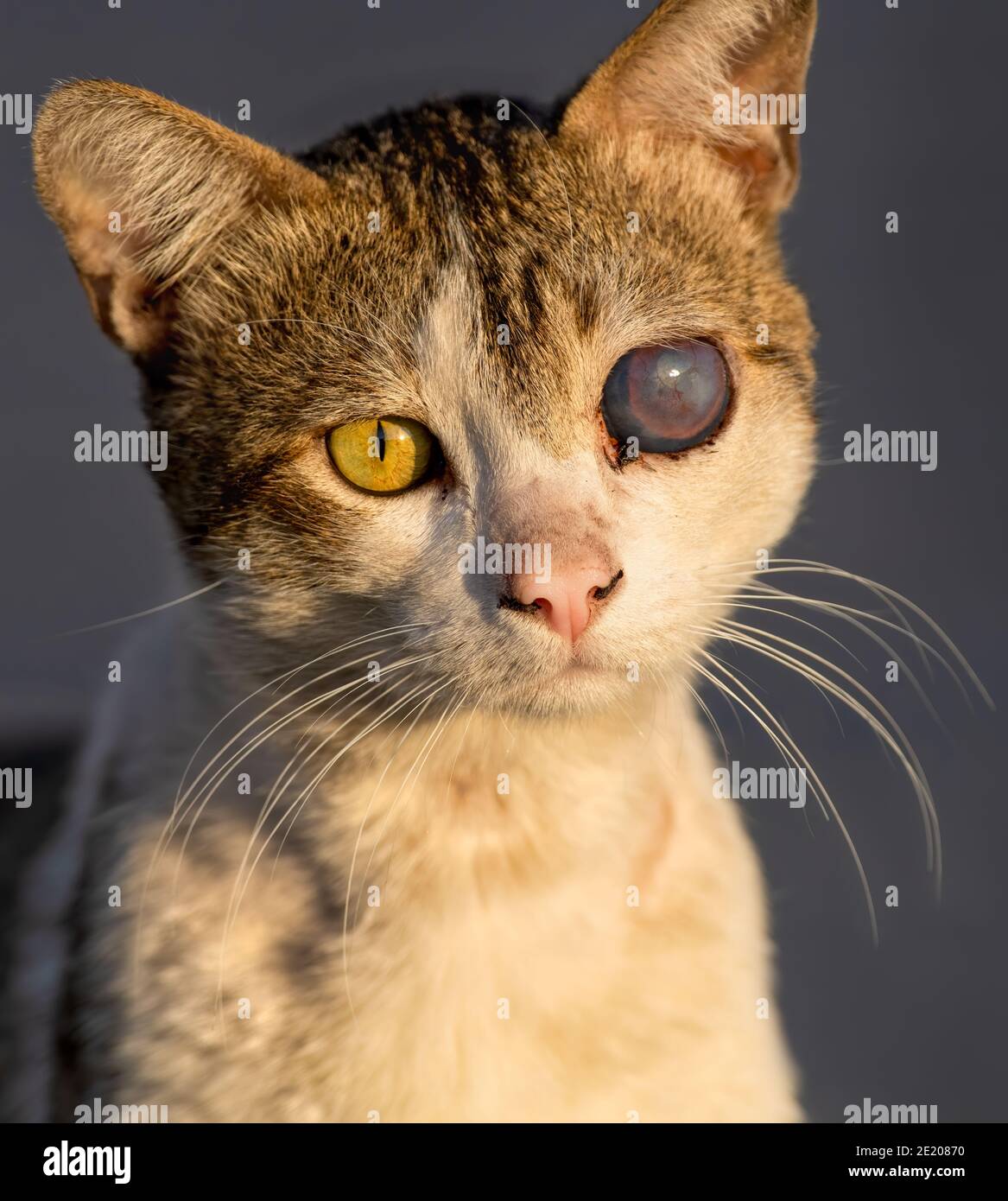 Eine Rettungskatze an einem Tierheim Vertikales Bild Stockfoto