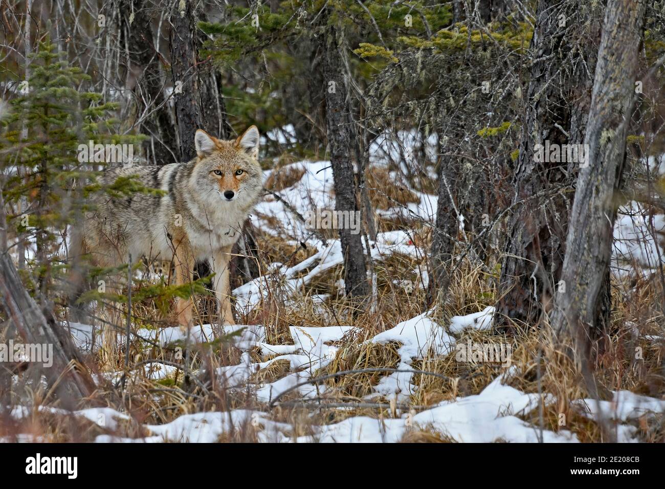 Ein wilder Coyote 'Canis latrans', in seinem bewaldeten Lebensraum im Wald von Alberta Kanada. Stockfoto