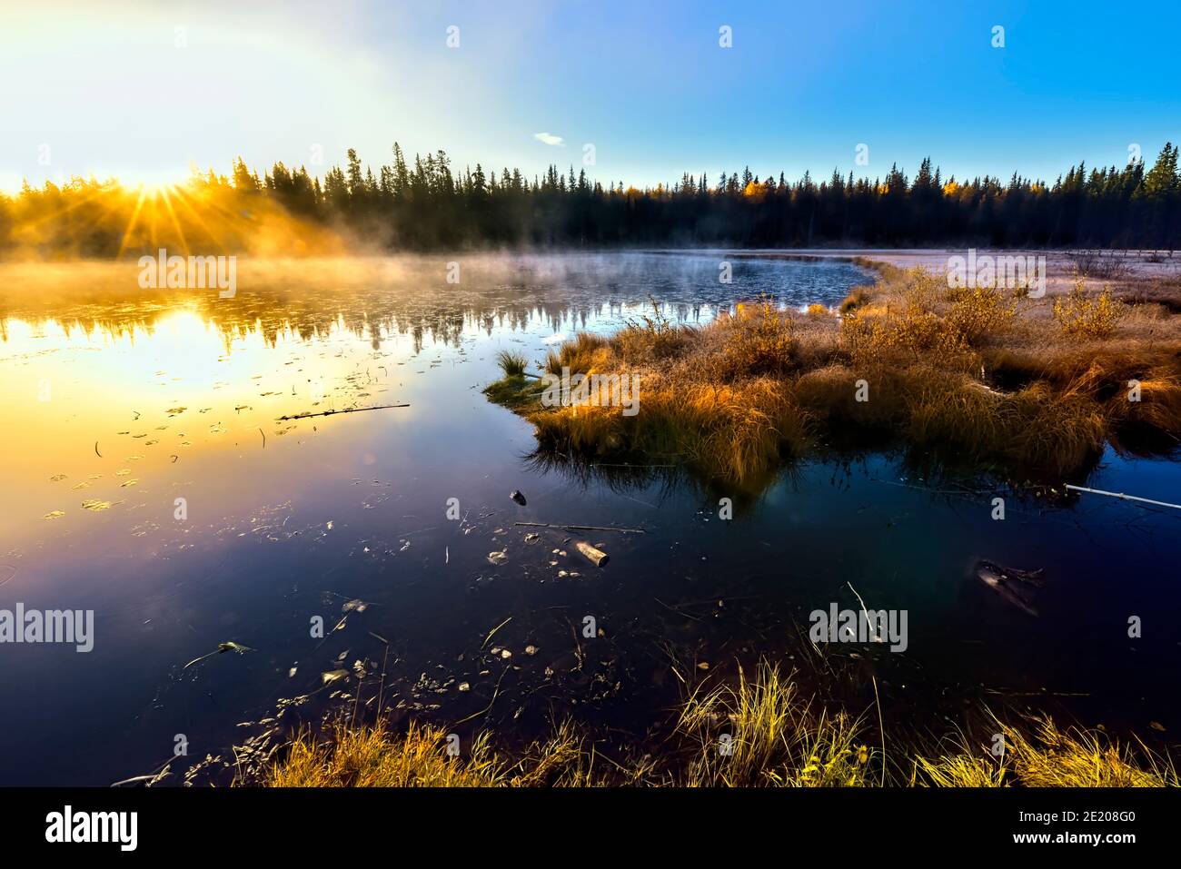 Ein früher Morgen am Maxwell Lake in Hinton Alberta mit aufgehender Sonne und Herbstfrost auf den Sumpfgräsern. Stockfoto
