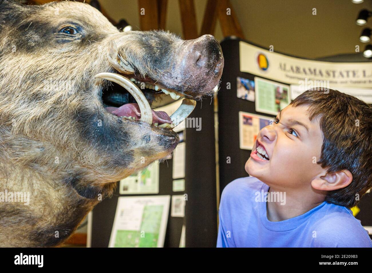 Alabama Spanish Fort 5-Flussgebiet Alabama Delta Resource Center, Ausstellung Wildschwein asiatischen Jungen Kind suchen, Stockfoto