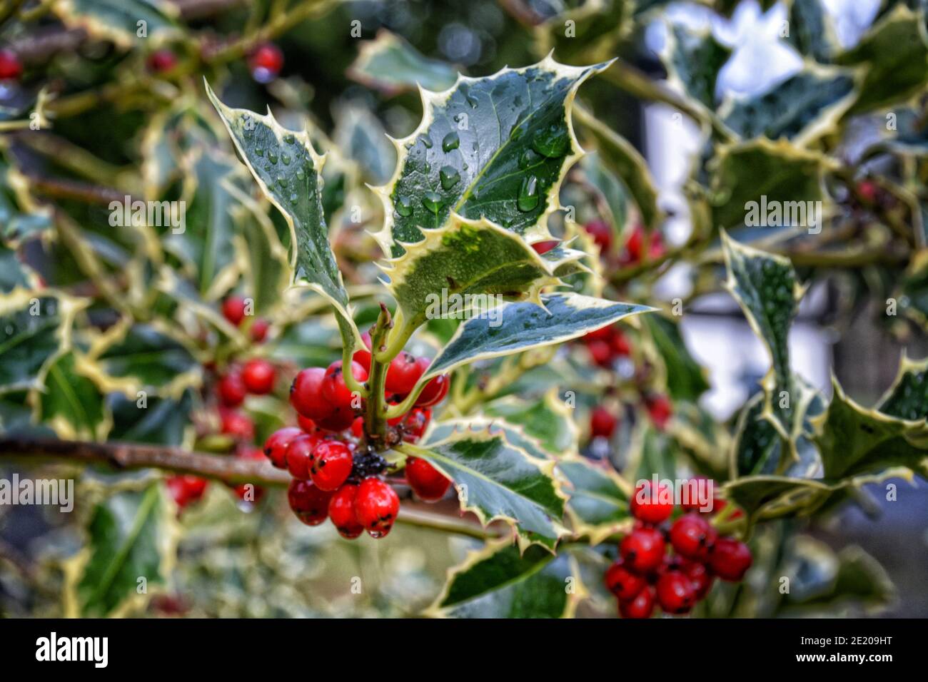 Bunte Zierholzblätter mit roten Beeren und Regentropfen. Stockfoto
