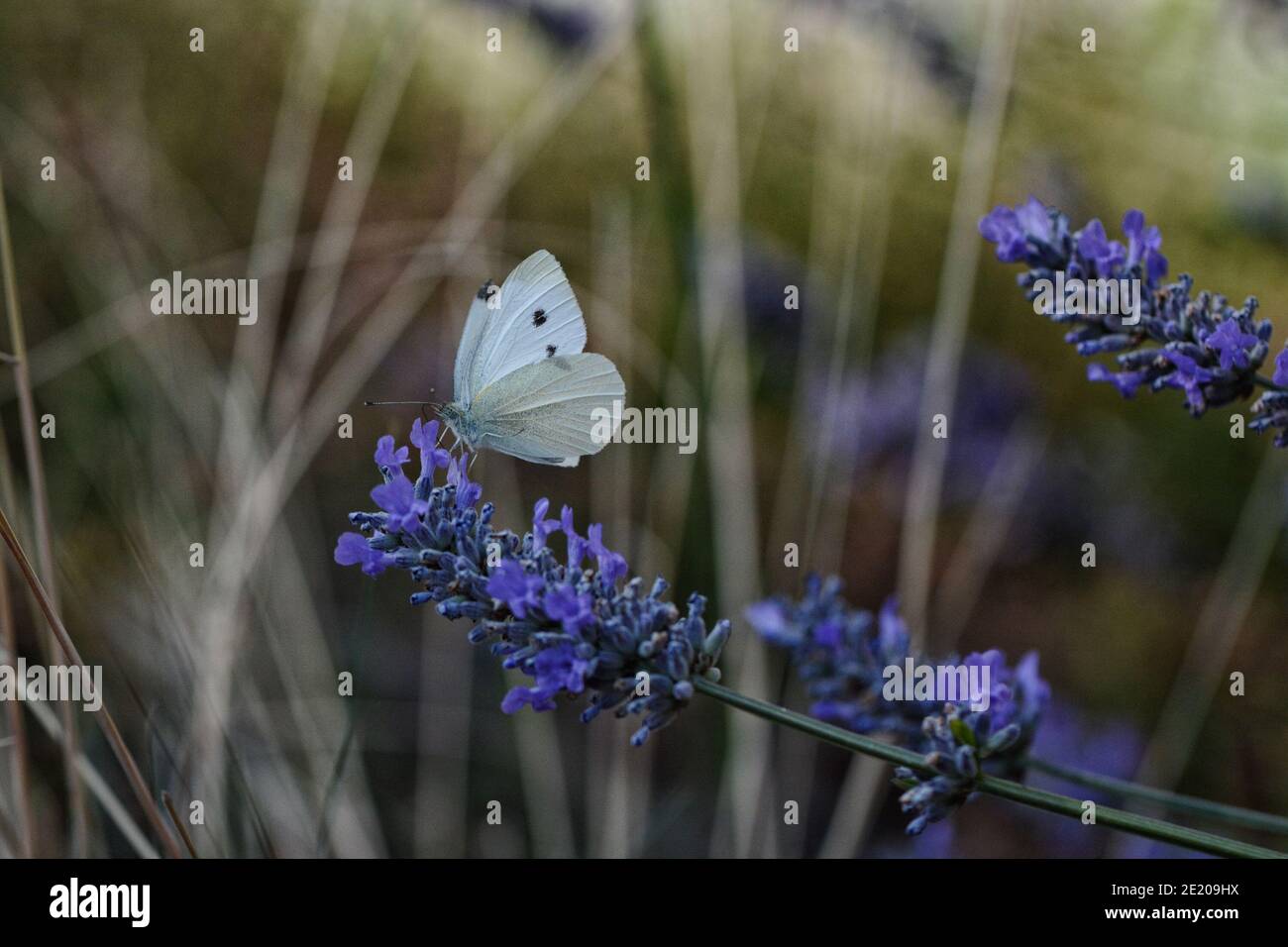 Kleiner Weißer Schmetterling aus Kohl (Pieris rapae), der sich im Sommersonnenschein vor verschwommenem Hintergrund auf einem Stamm von Lavendelblüten ernährt. Stockfoto