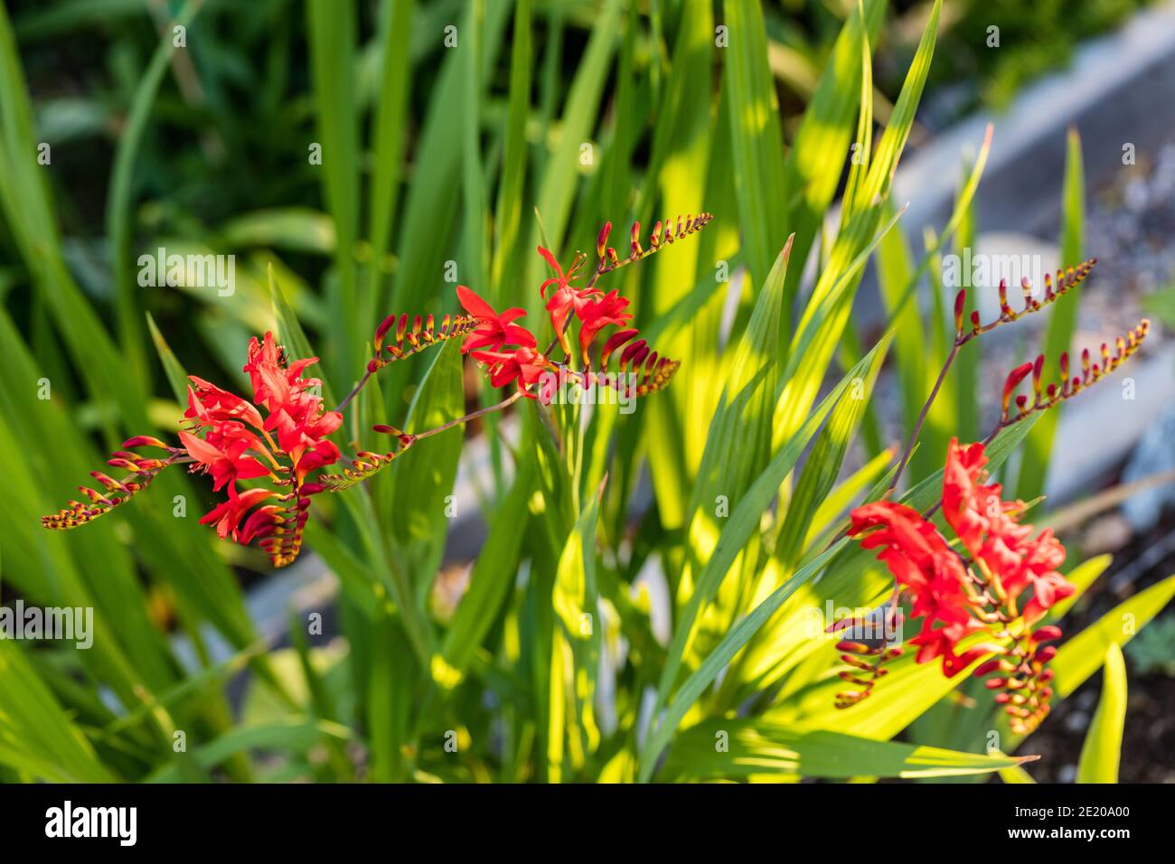 'Luzifer' Montbretia, Crocosmia (Crocosmia × crocosmiiflora) Stockfoto