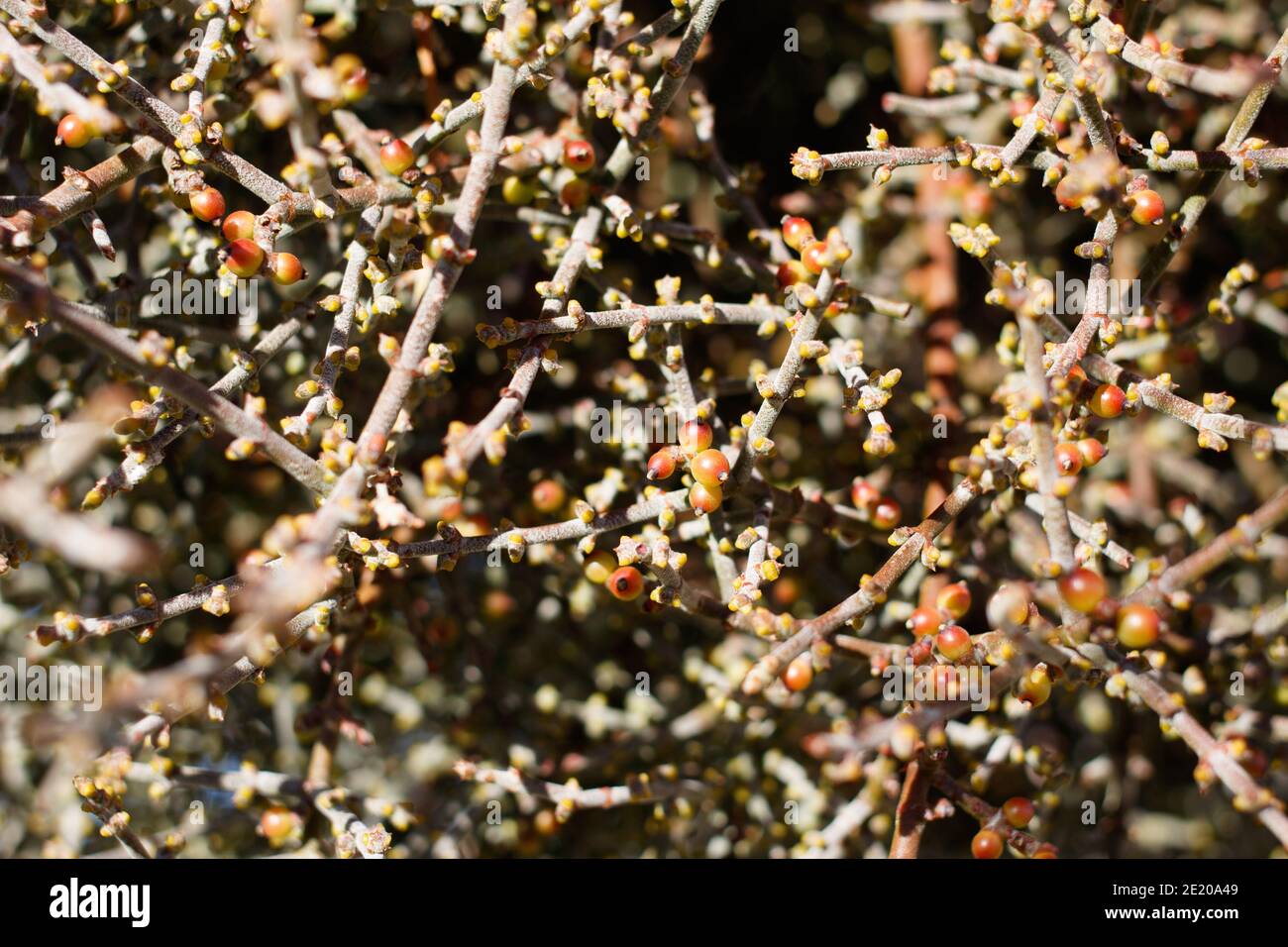 Rote Beerenfrucht, Wüstenmistletoe, Phoradendron californicum, Santalaceae, einheimischer Strauch, Joshua Tree National Park, Southern Mojave Desert, Herbst. Stockfoto