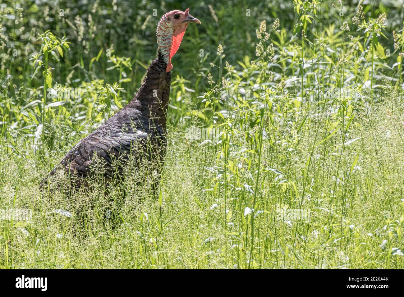 Ein wilder truthahn in einem Grasfeld auf dem Land Massachusetts Stockfoto