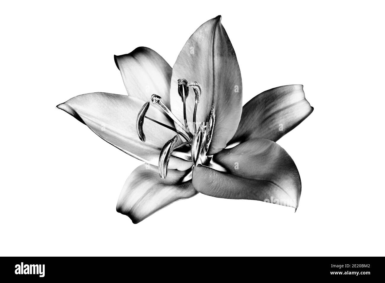 Eine silberne Lilienblume auf weißem Hintergrund isoliert Nahaufnahme, schöne schwarz und weiß einzelne lilly, glänzend grau metallic floralen Muster, monochrom Stockfoto