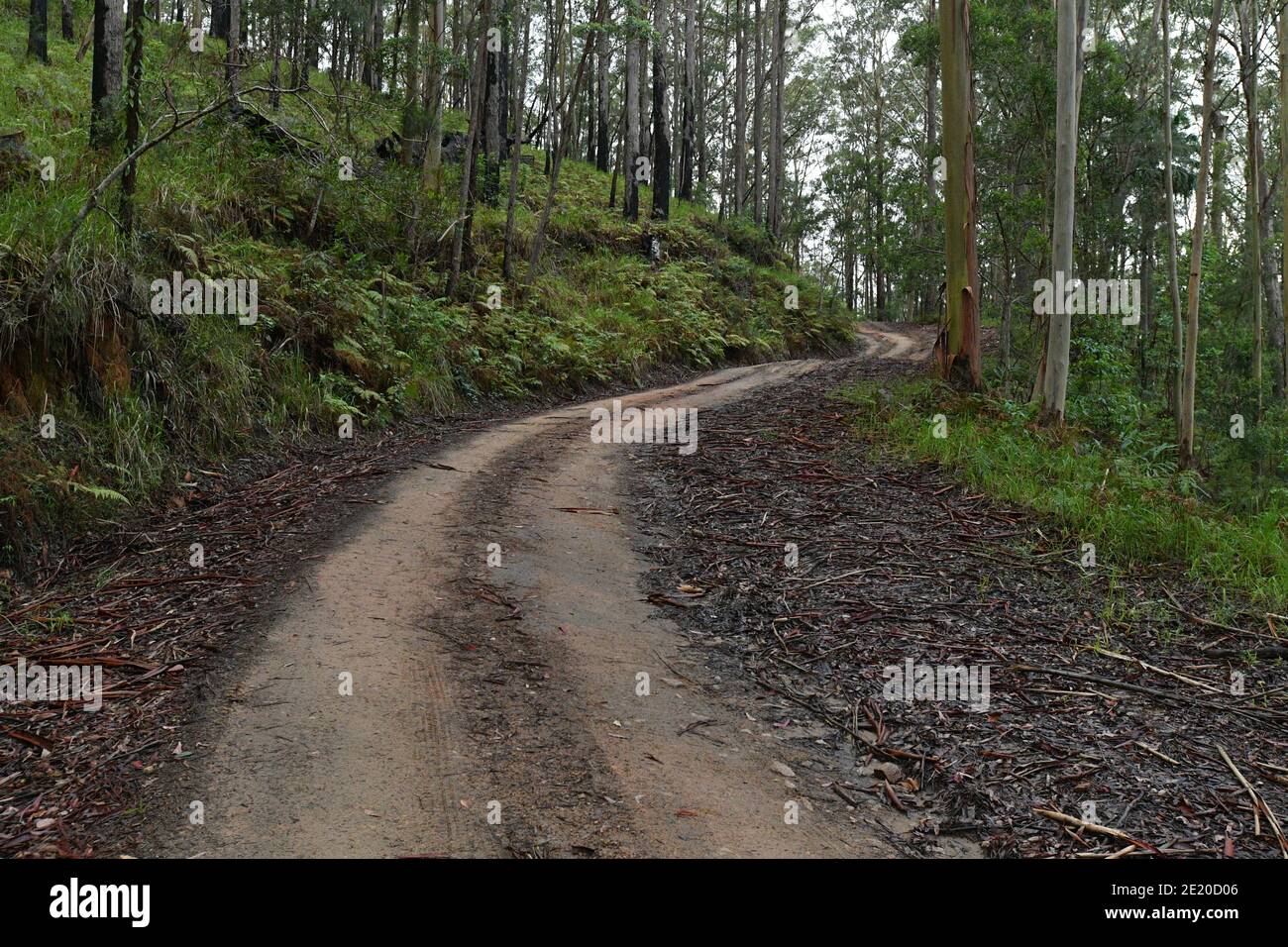 Schotterstraße mit Allradantrieb (4wd), die sich durch den State Forest an der Ostküste Australiens schlängelt. Stockfoto