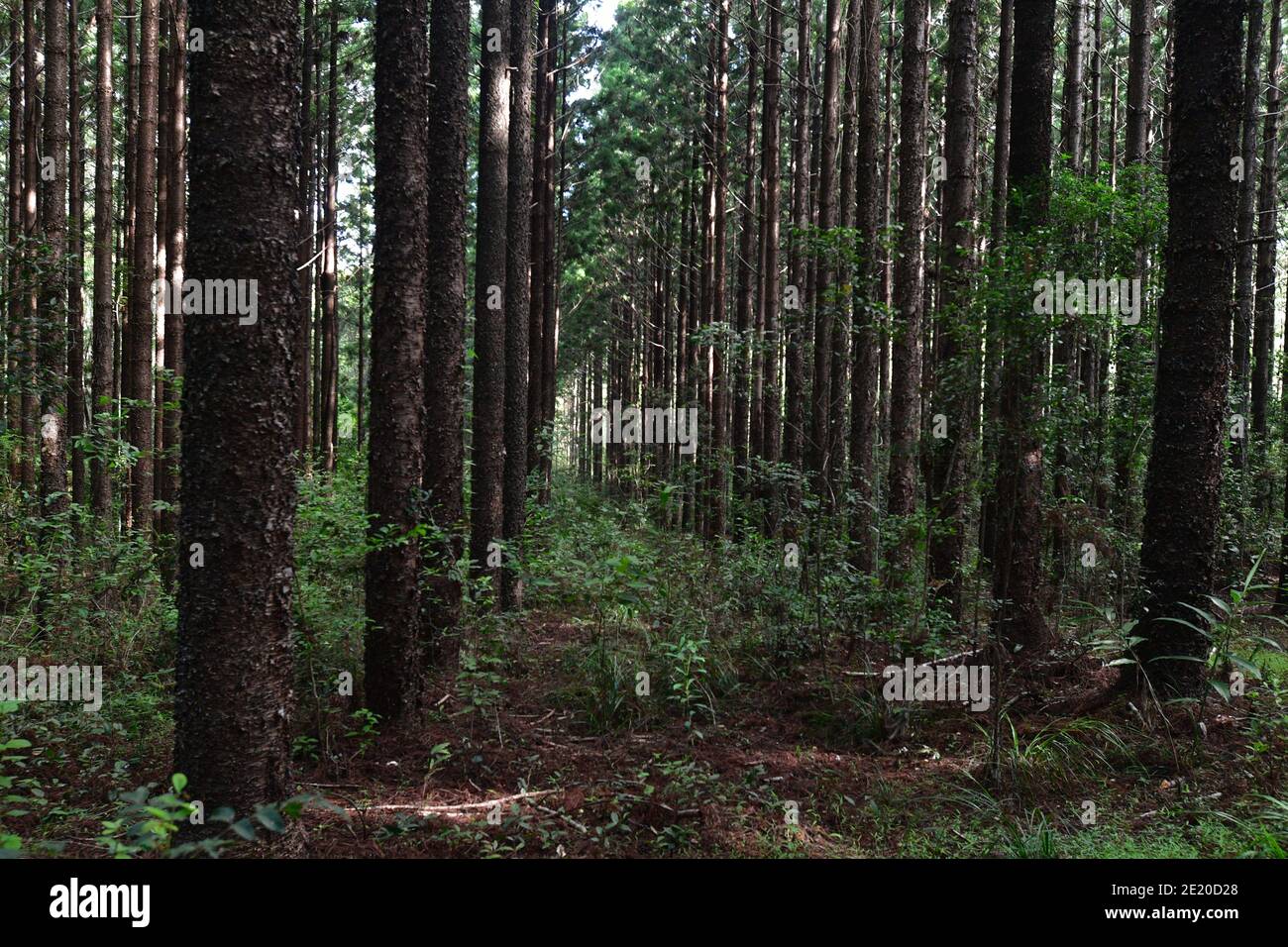 Eine Kolonnade aus hohen Kiefern auf einer Pine Tree Plantation an der Ostküste Australiens. Stockfoto