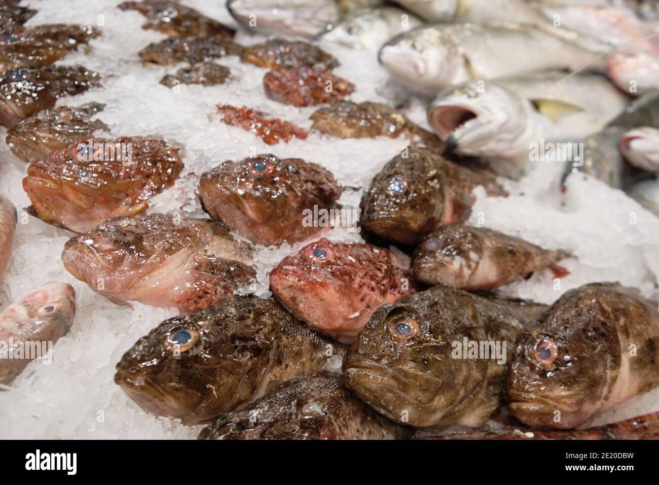 Gekühlter roter Skorpionfisch auf Eis auf dem Hypermarkt Stockfoto