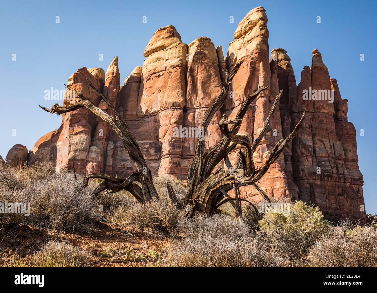 Entlang des Needles Chesler Park Trail. Canyonland National Park, Utah, USA. Stockfoto