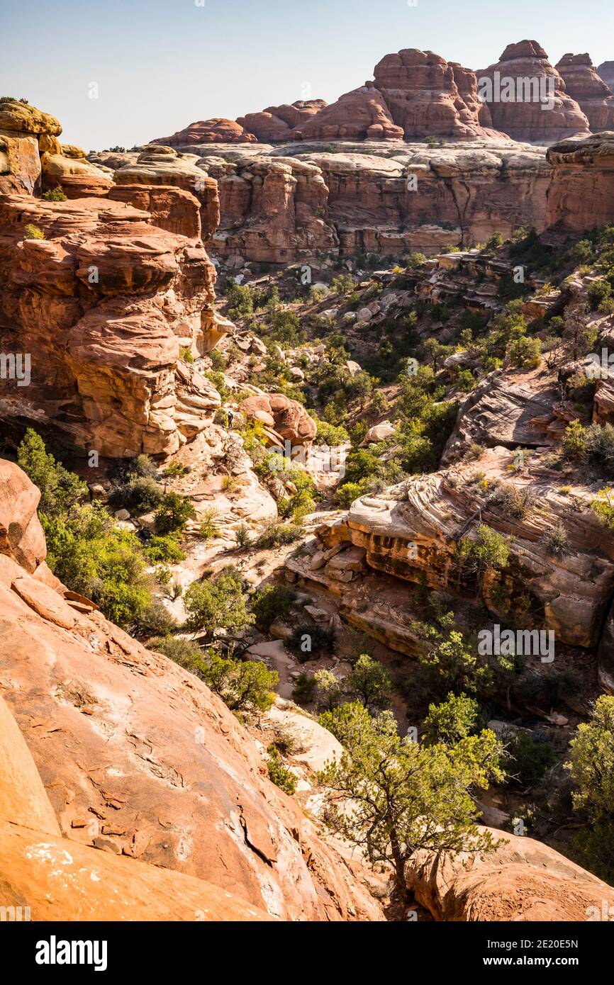 Ein Canyon entlang des Chesler Park Trail, The Needles District, Canyonlands National Park, Utah, USA. Stockfoto