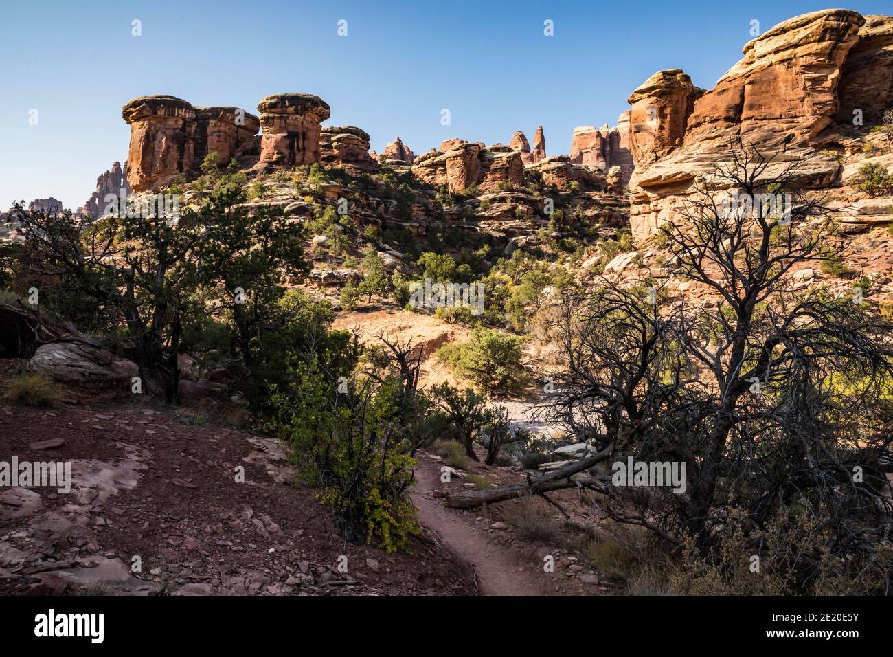 Entlang des Chesler Park Trail, The Needles District, Canyonlands National Park, Utah, USA. Stockfoto