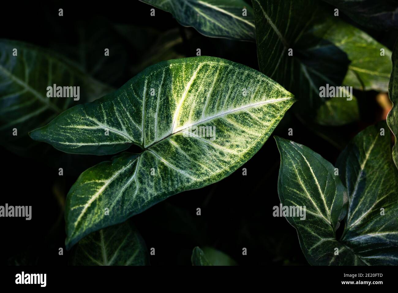 Tricolor Nephthytis oder Syngonium podophyllum, herzförmige grüne Blätter, schön gemusterte Blätterhautaufnahmen, dramatische Kunsttöne. Verwenden Sie es als Backgro Stockfoto