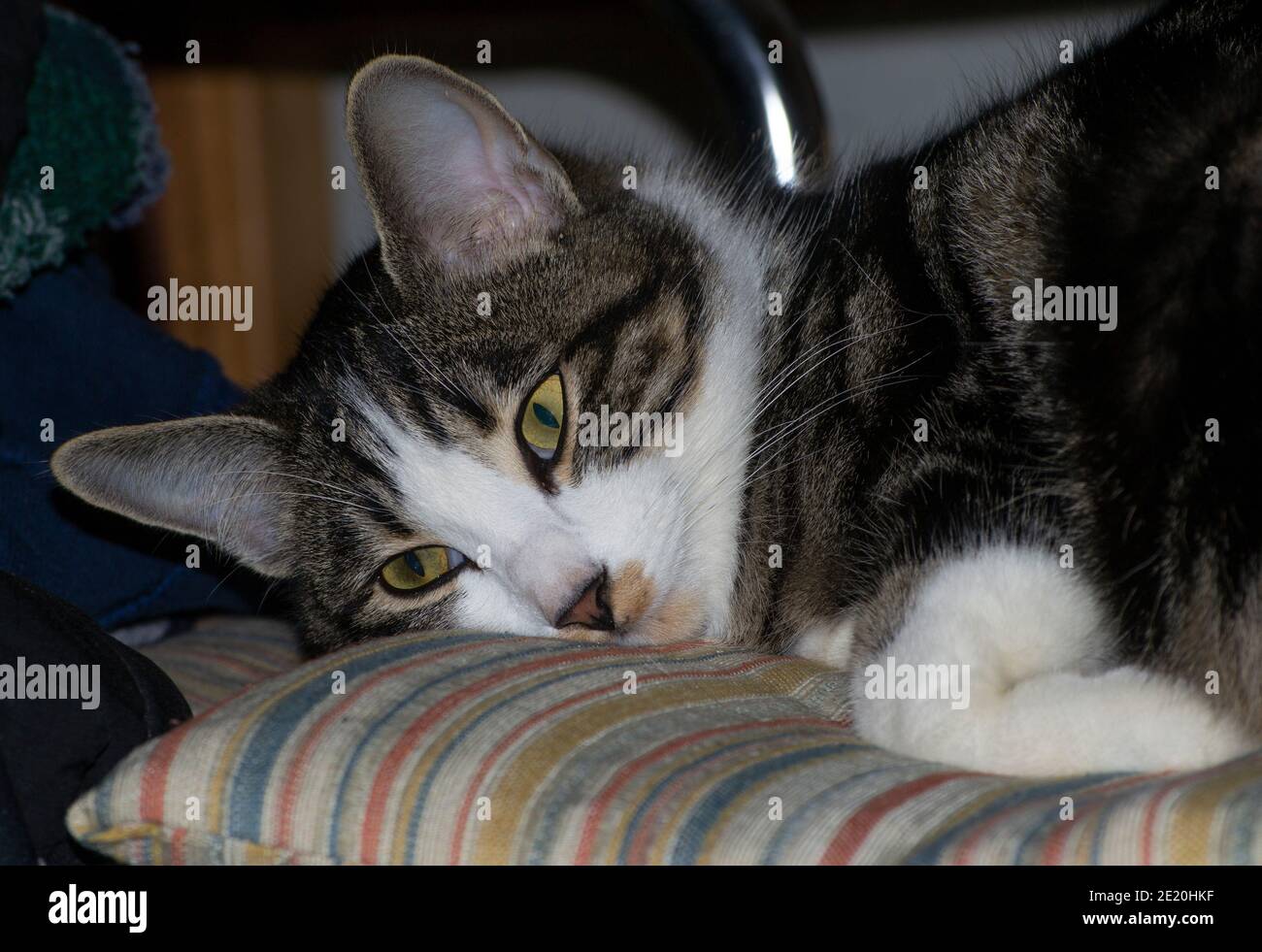 Porträt einer gestromten Katze mit großen gelben Augen Unten auf einem Stuhl Stockfoto