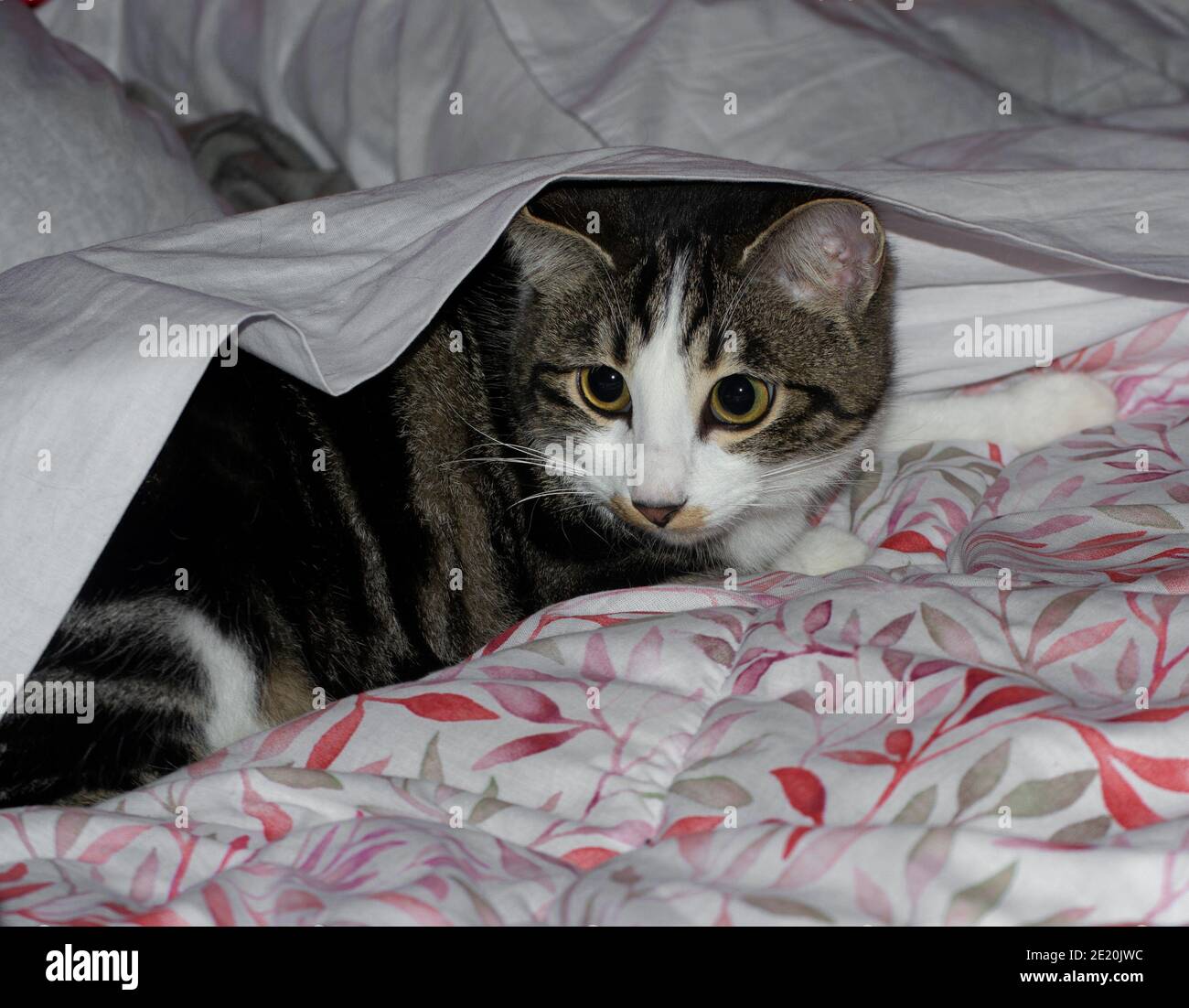 Porträt einer gestromten Katze mit großen gelben Augen Unten auf dem Bett Stockfoto