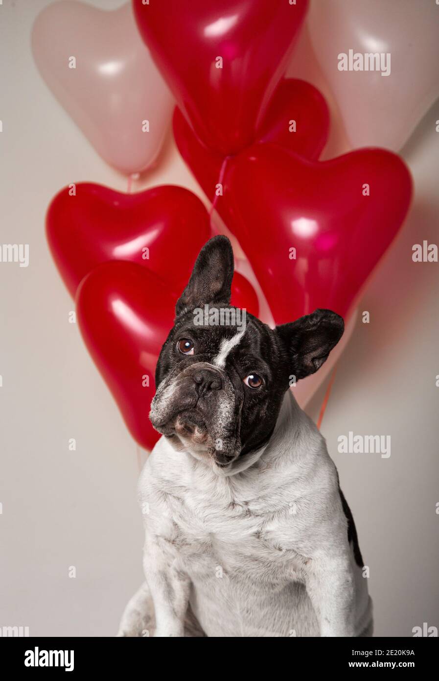 Welpe Der Franzosischen Bulldogge Geburtstag Stockfotos Und Bilder Kaufen Alamy