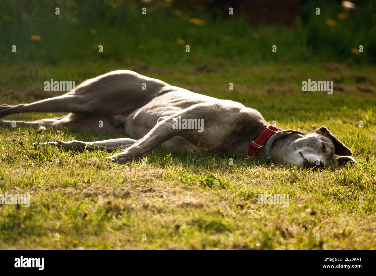 Schlafender Windhund Stockfoto