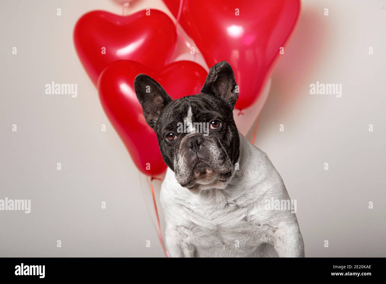 Welpe Der Franzosischen Bulldogge Geburtstag Stockfotos Und Bilder Kaufen Alamy