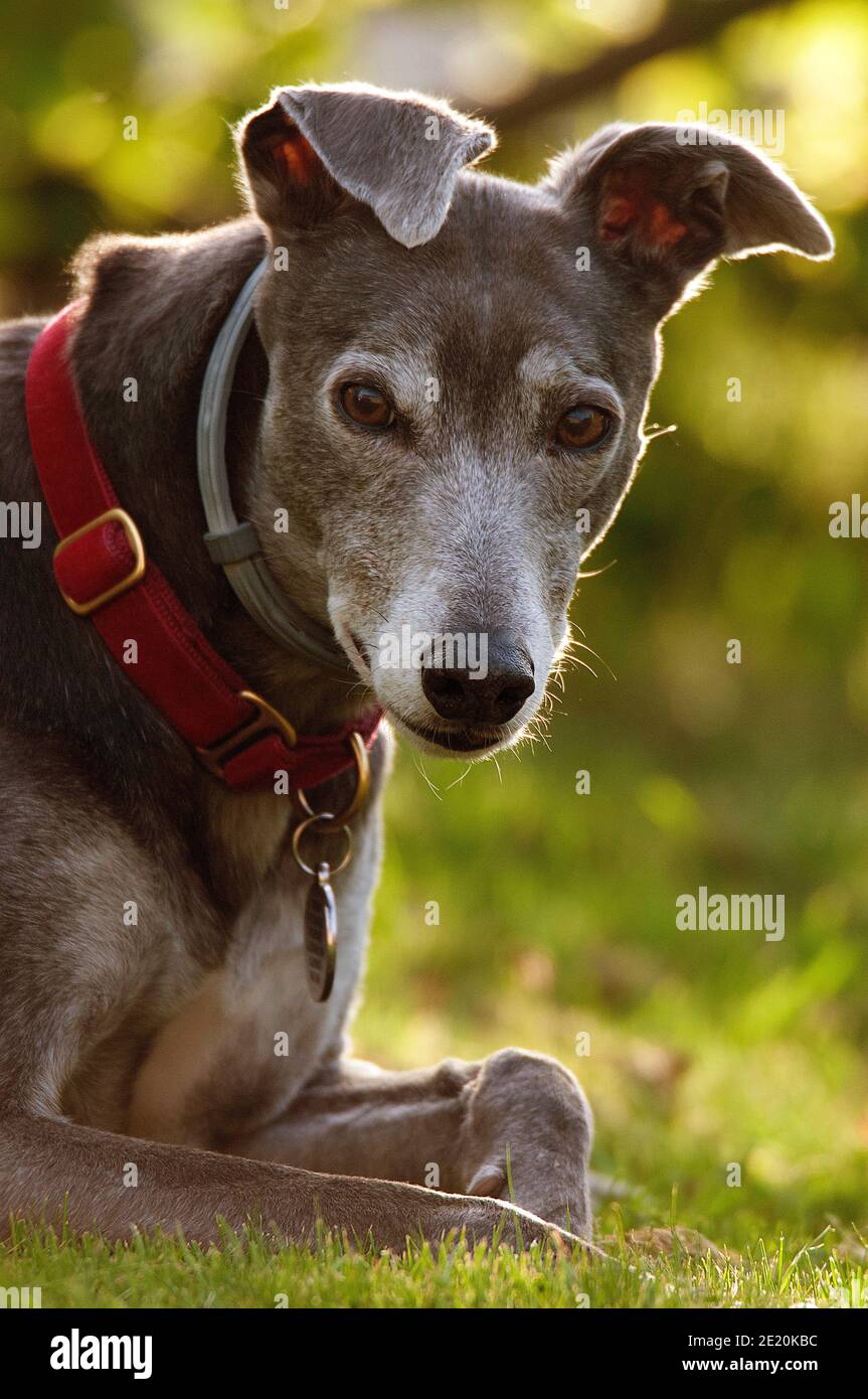 Lächelnder Greyhound Stockfoto