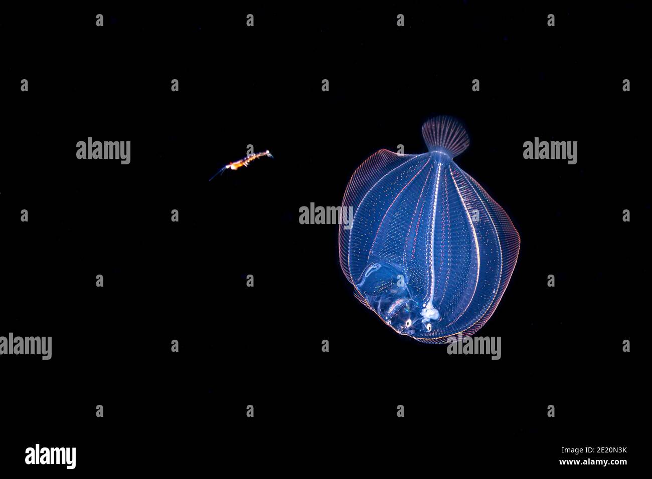 Dieses Bild war eine Meile vor der Insel Yap bei Nacht mit der unteren 1000 m unter erfasst. Bei nur zwei Zentimeter in der Länge der nach La. Stockfoto