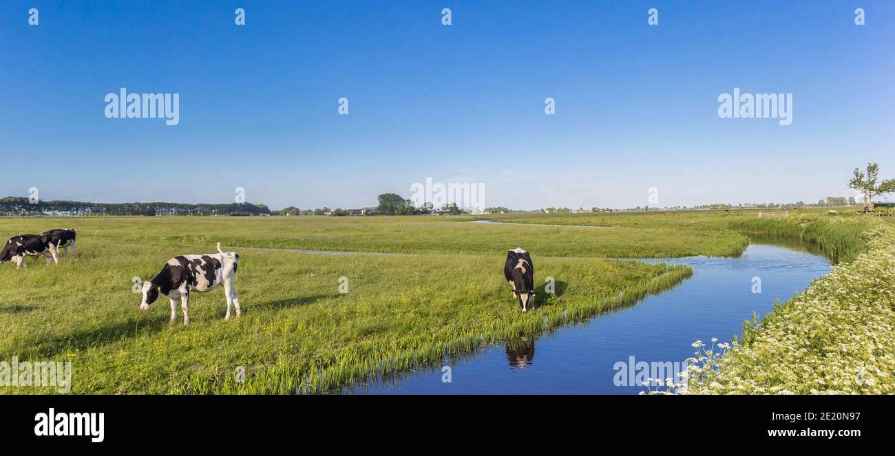 Panorama einer holländischen Kühe, die an einem kleinen Fluss in Groningen, Niederlande, dtanding Stockfoto