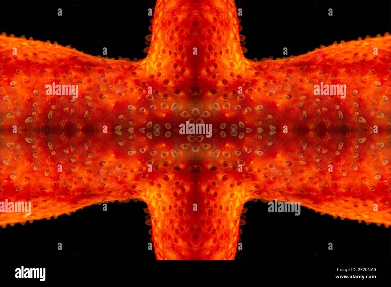 Dieser genaue Blick auf einen Ausschnitt eines Seestern, der digital zu einem kaleidoskopischen Kunstwerk multipliziert wurde. Ein weibliches symbiotisches Copepod, Stellicola s Stockfoto