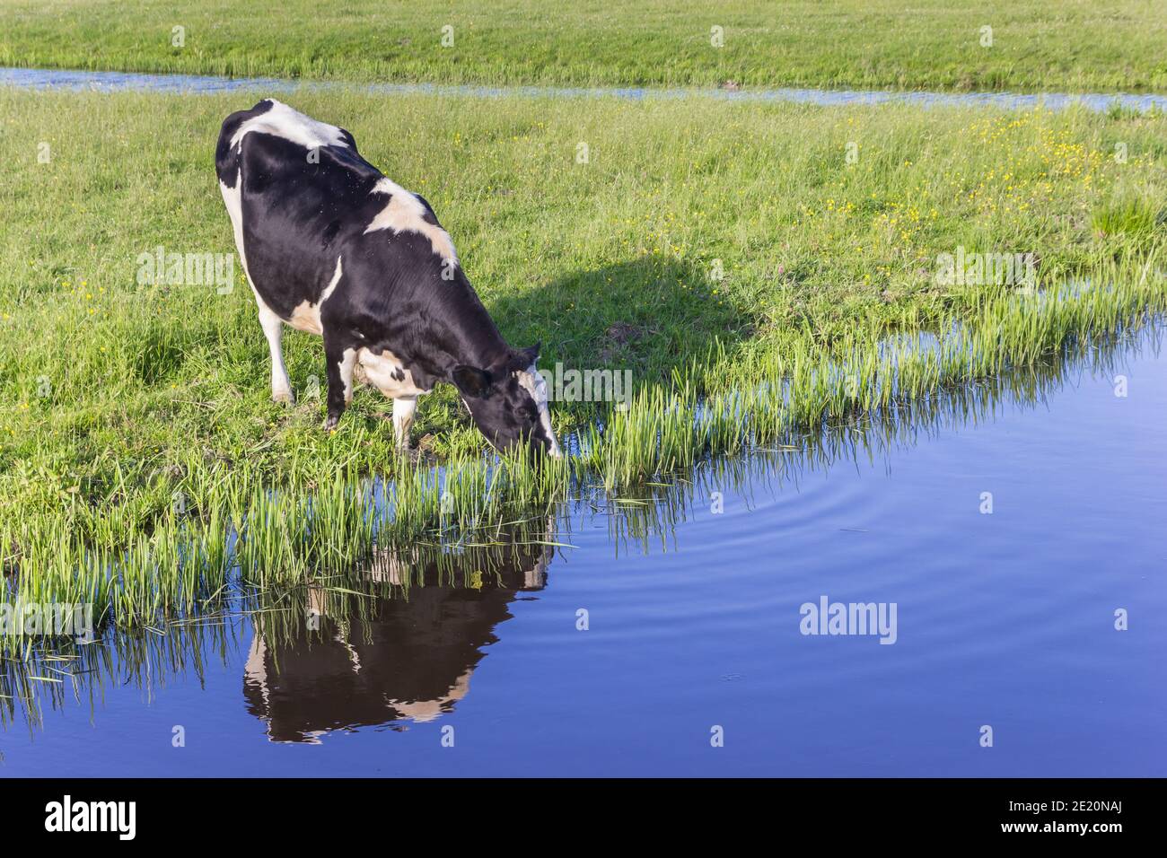 Typische holländische holstein Kuh trinken aus einem kleinen Fluss in Groningen, Niederlande Stockfoto