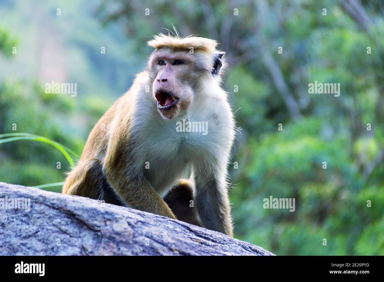 Affe auf dem Hintergrund von regenbewaldeten Bergen. Endemische Fauna von Sri Lanka. Blassfronten-Toque-Makaken (Macaca sinica aurifrons) aus dem Zentralplatt Stockfoto