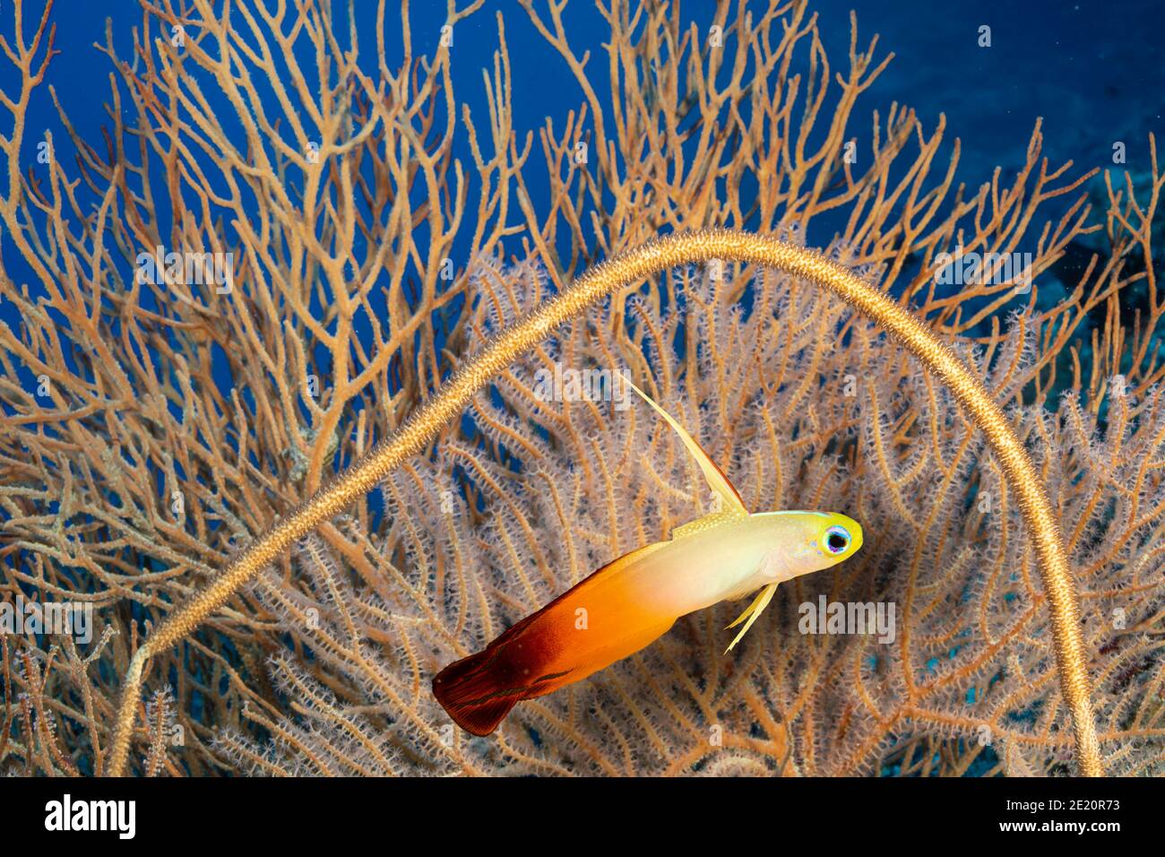 Fire Dartfish, Nemateleotris magnifica, eine gemeinsame Sicht auf die freiliegenden harter Boden des äußeren Riff Zone. Yap in Mikronesien. Stockfoto