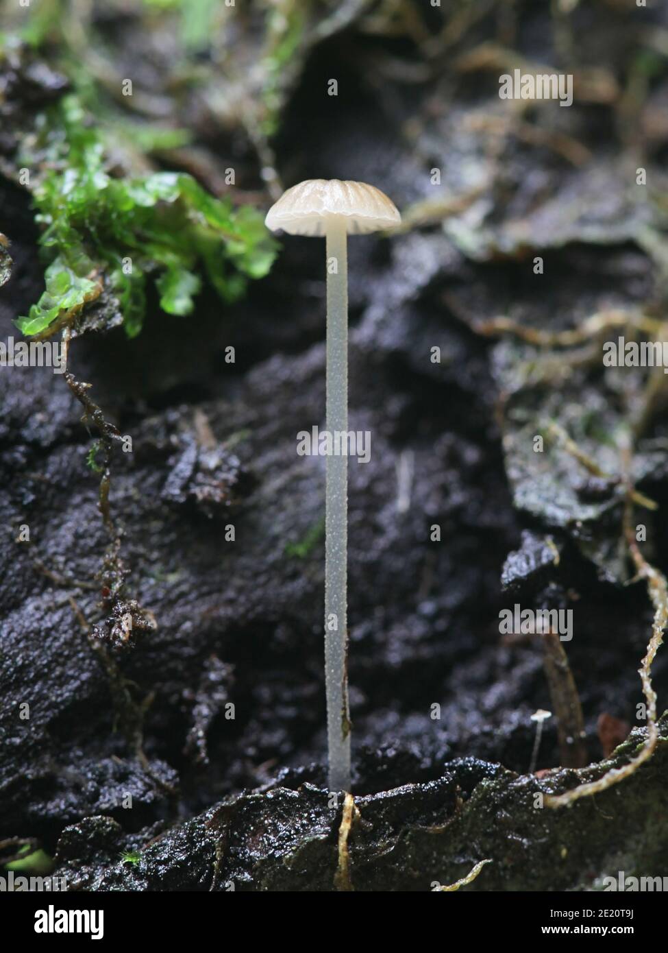 Mycena alba, auch bekannt als Phloeomana alba, Elfenbeinhaube, Wildpilz aus Finnland Stockfoto