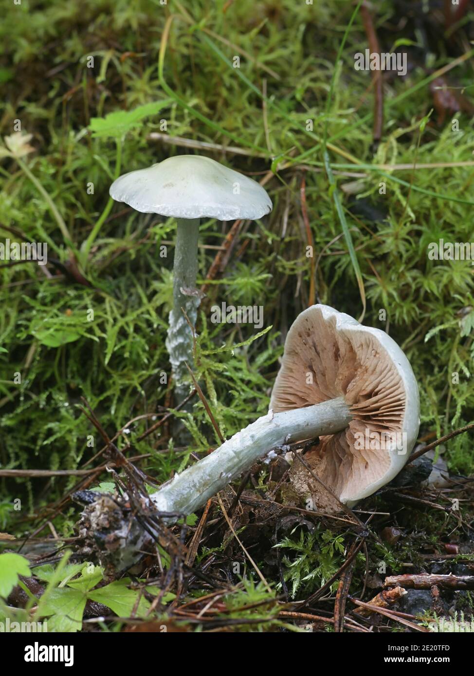 Stropharia caerulea, bekannt als der blaue roundhead oder blau-grünen Psilocybe, wilde Pilze aus Finnland Stockfoto