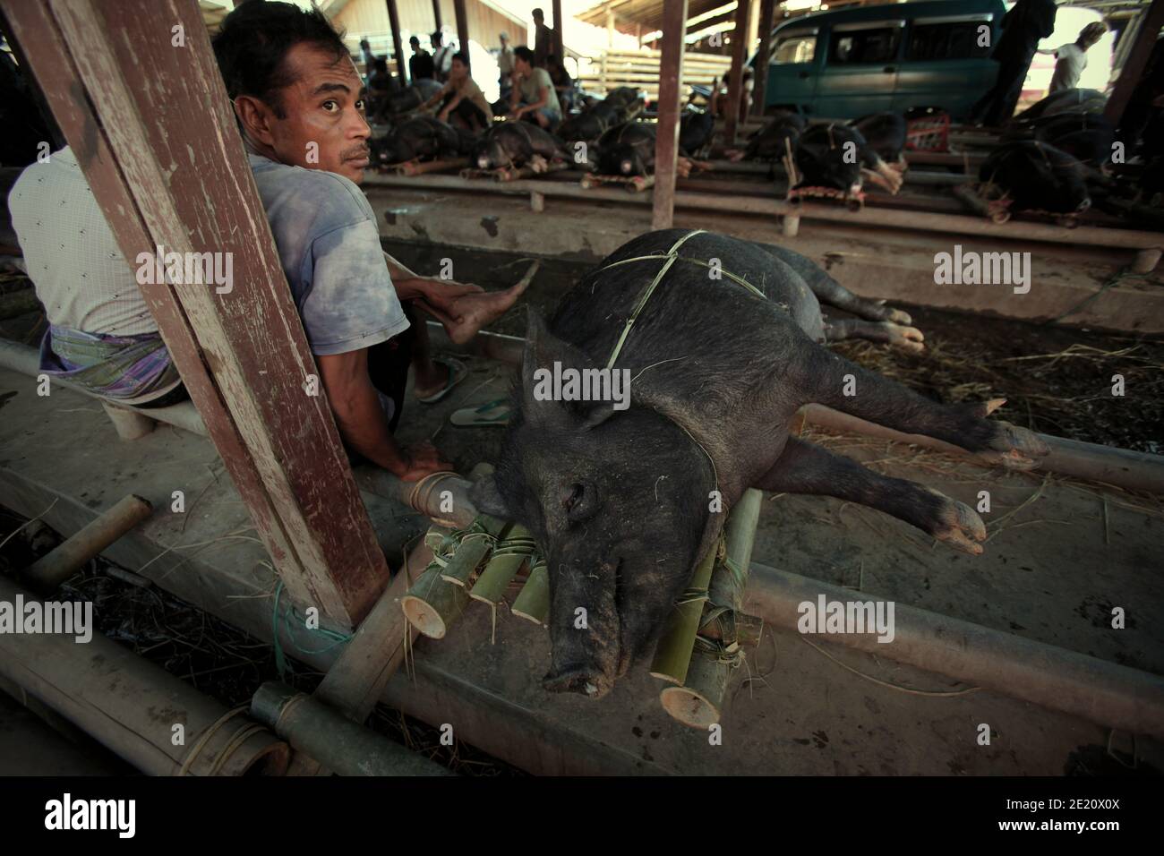 Ein Schweineverkäufer auf dem traditionellen Viehmarkt in Rantepao, Nord-Toraja, Süd-Sulawesi, Indonesien. Stockfoto