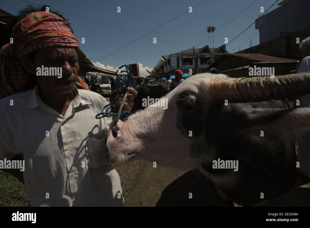 Ein Anbieter von Albino-Wasserbüffeln auf dem traditionellen Viehmarkt in Rantepao, Nord-Toraja, Süd-Sulawesi, Indonesien. Stockfoto