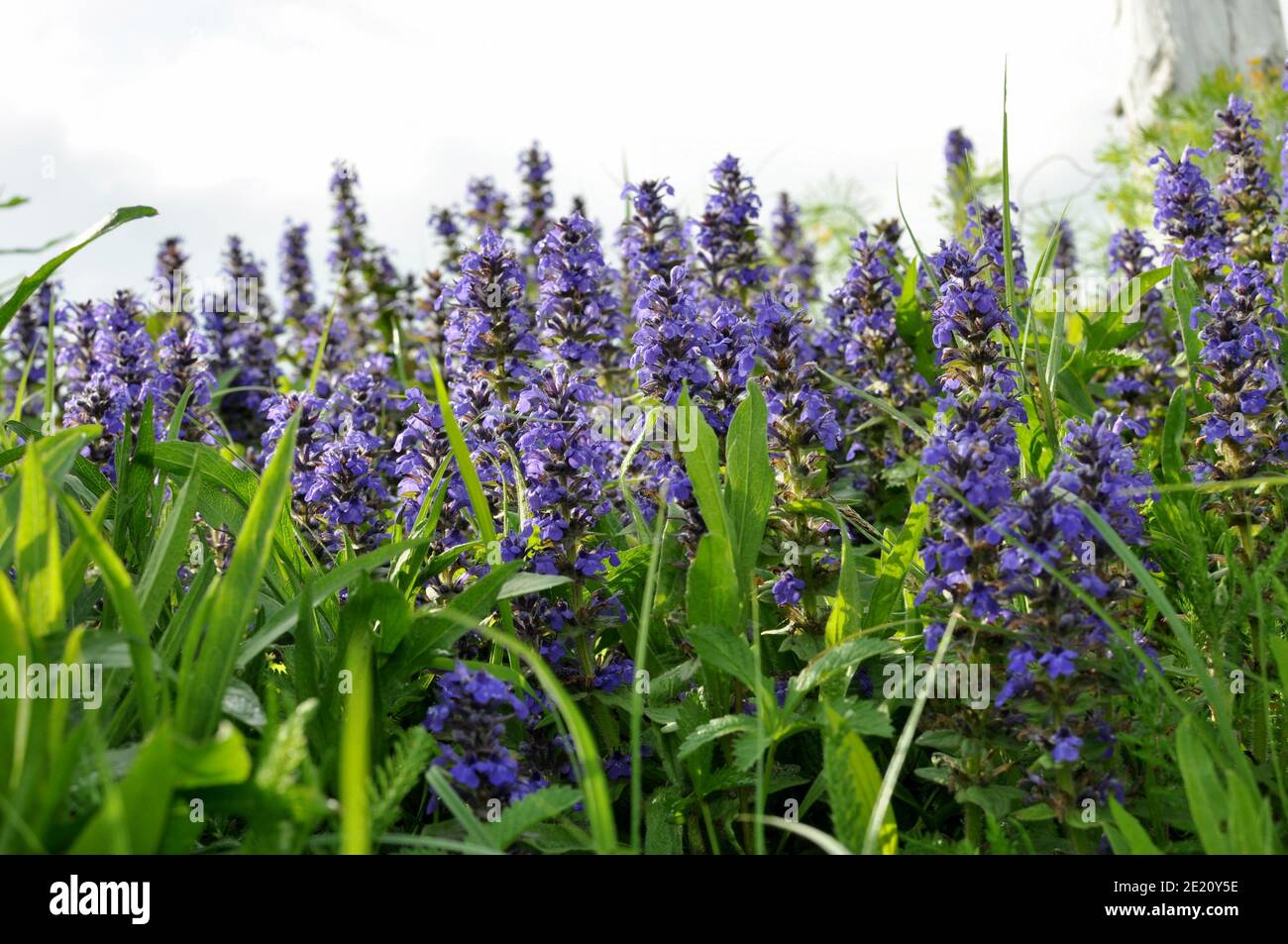 Nahaufnahme der violetten Salvia (blauer Salbei) Blume. Ansicht von unten Stockfoto