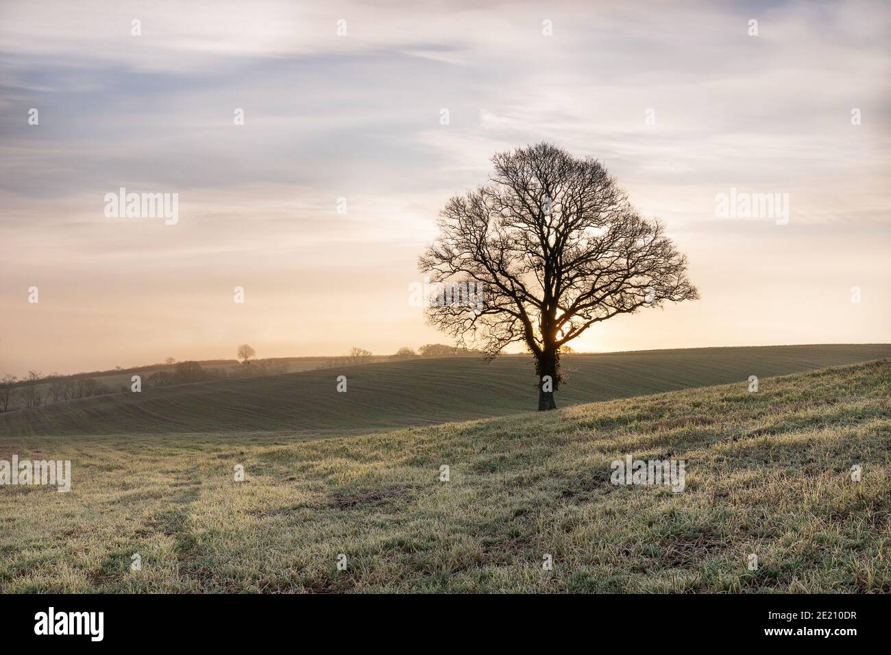 Ein einbunter Baum in einem frostigen Feld, wenn die Sonne aufgeht Stockfoto