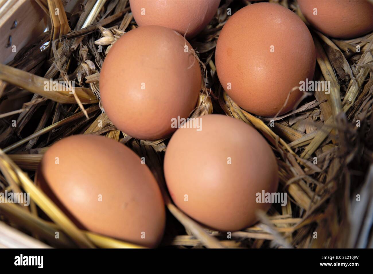 Eiern im nest Stockfoto
