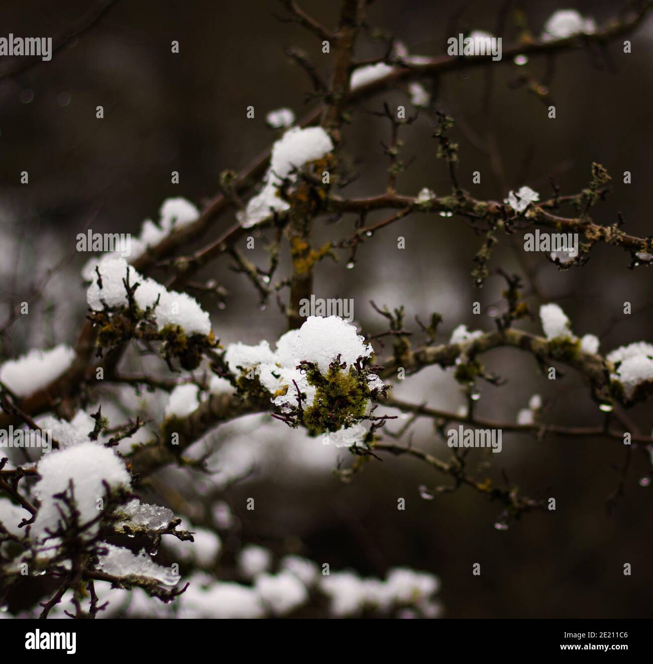 Schnee in gutem Bokeh, mit einem schneebedeckten Bug scharf im Vordergrund und die umliegenden Knospen verschwommen Stockfoto