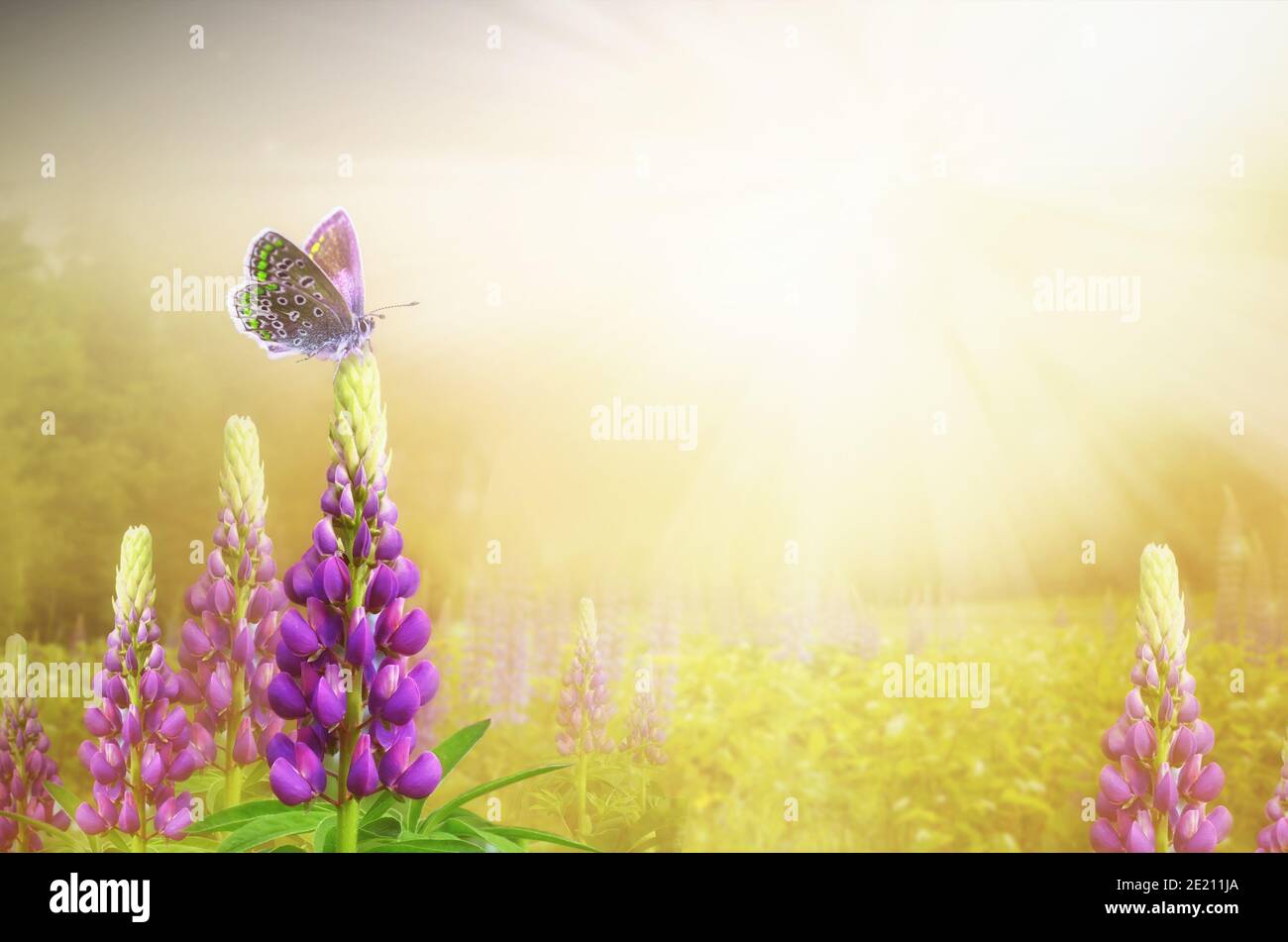 Hintergrund mit weichem Fokus Schmetterling auf einer Blume Stockfoto