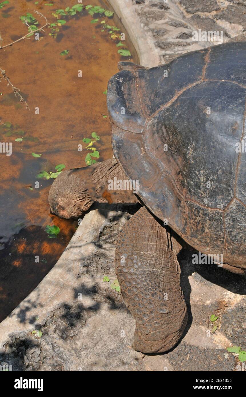 Riesenschildkröten trinken in einem Pool, Charles Darwin Forschungsstation, Puerto Ayora, Santa Cruz Insel, Galapagos Inseln, Ecuador Stockfoto