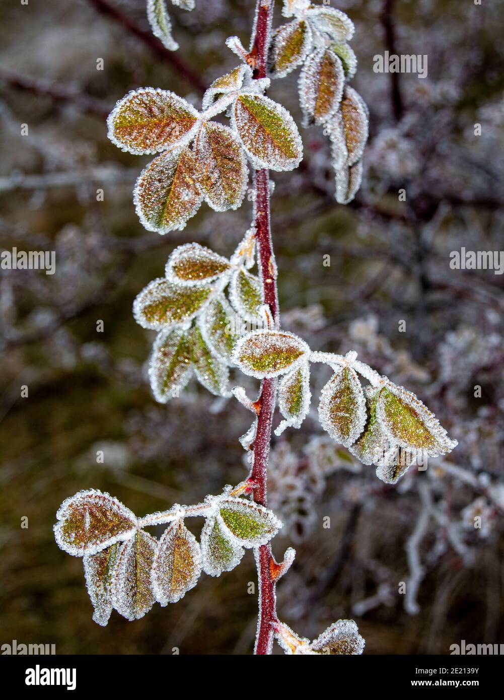 Selektiver Fokus der Blätter der Pflanze in kristallklarem bedeckt Morgendlicher Frost Stockfoto