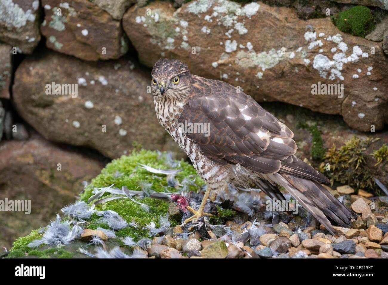 Sparrowhawk (Accipiter nisus) Fütterung, Northumberland, Großbritannien Stockfoto
