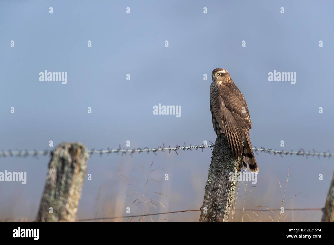 Sperber-Weibchen (Accipiter nisus), Northumberland National Park, Großbritannien Stockfoto