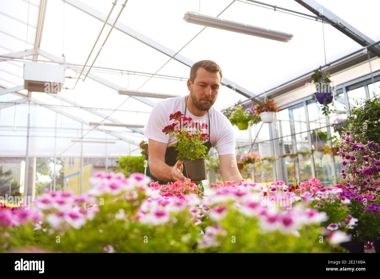 Glücklicher Arbeiter, der Blumen in einem Gewächshaus eines Blumenladens wächst Stockfoto