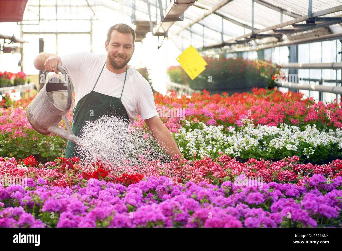 Glücklicher Arbeiter, der Blumen in einem Gewächshaus eines Blumenladens wächst Stockfoto