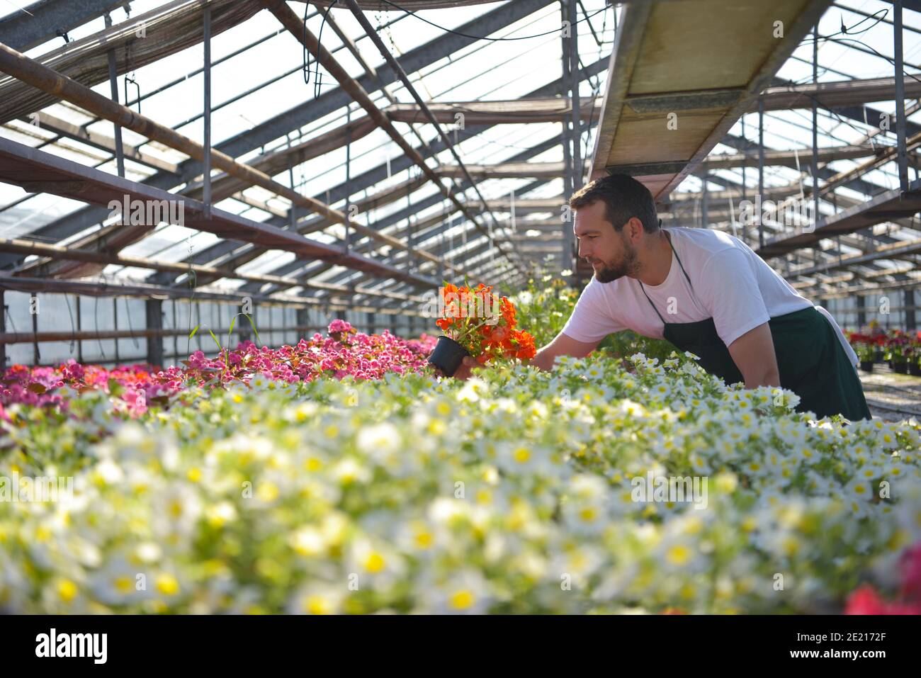 Glücklicher Arbeiter, der Blumen in einem Gewächshaus eines Blumenladens wächst Stockfoto