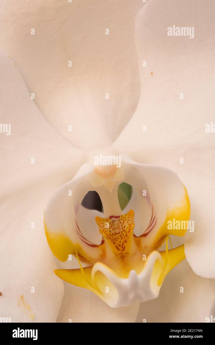 Extreme Nahaufnahme einer weißen Orchidee (Phalaenopsis sp.) in Blüte. Stockfoto