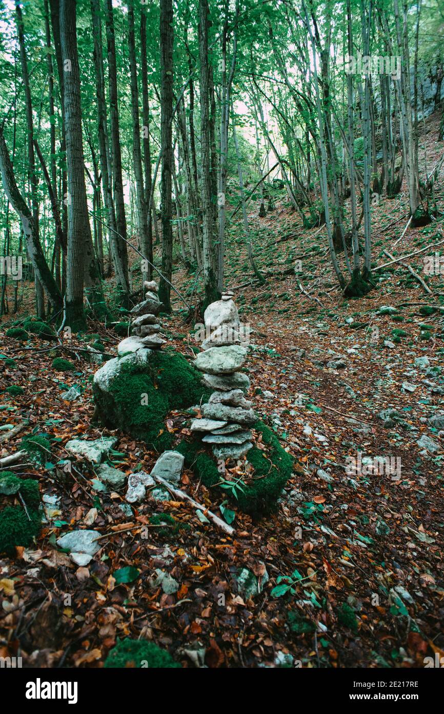 Vertikale Aufnahme eines dichten Waldes mit hohen Bäumen und Ein schmaler Fußweg - perfekt für Tapeten Stockfoto