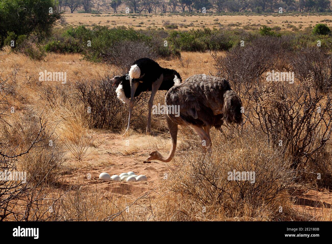 Weiblicher Somali-Strauß (Struthio molybdophanes) mit Eiern in ihrem Nest, auch bekannt als der Blauhalsostrich, ist ein großer fluguntauglicher Vogel, der in der beheimatet ist Stockfoto